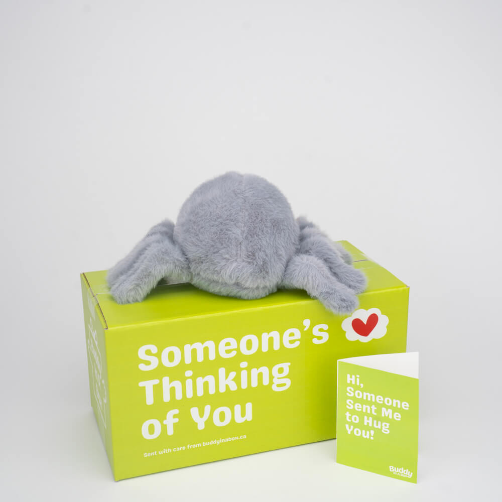 Twila the Spider 🕸️